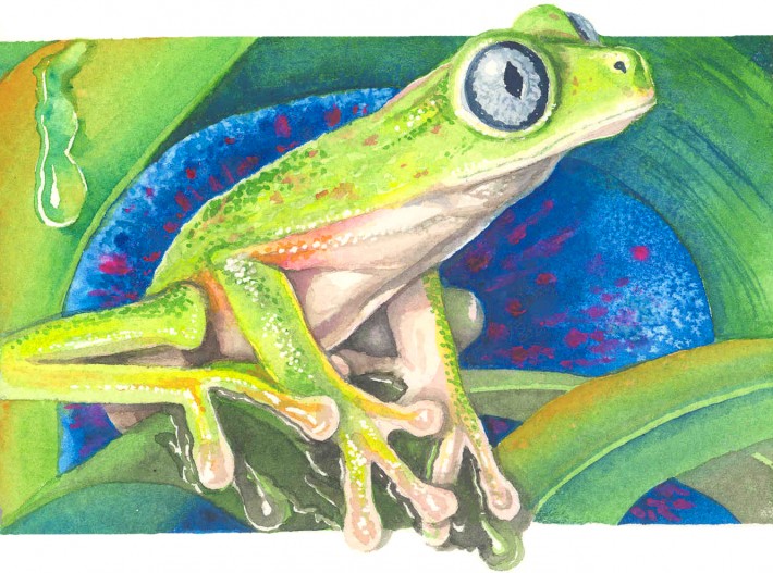 Sigrid Tidmore -Florida Tree Frog