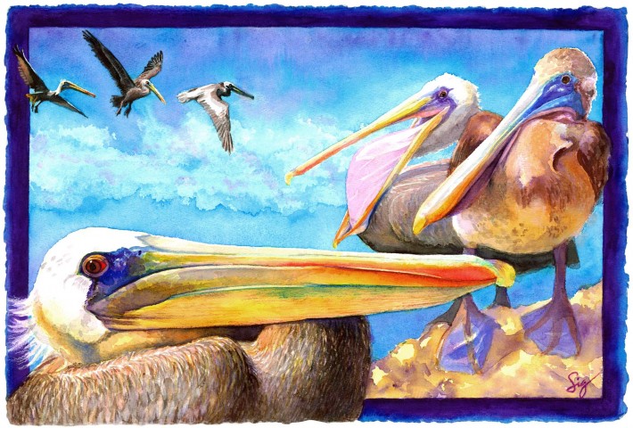 Sigrid Tidmore - Pelicans